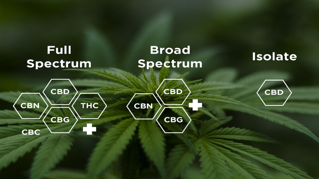 Full Spectrum CBD and the Entourage Effect