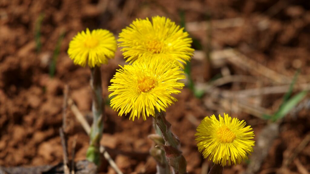 Coltsfoot