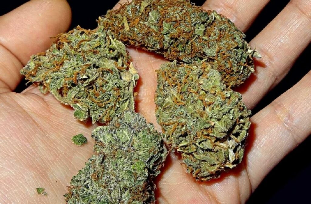 Savant's Grail Marijuana Strain